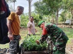 Babinsa Batee Shoek Sigap Bantu Warga Pindahkan Bibit Nilam, Pererat Kedekatan dengan Masyarakat