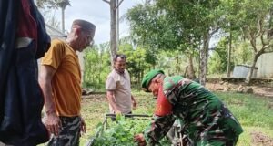 Babinsa Batee Shoek Sigap Bantu Warga Pindahkan Bibit Nilam, Pererat Kedekatan dengan Masyarakat