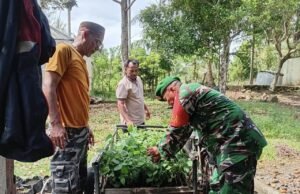 Babinsa Batee Shoek Sigap Bantu Warga Pindahkan Bibit Nilam, Pererat Kedekatan dengan Masyarakat