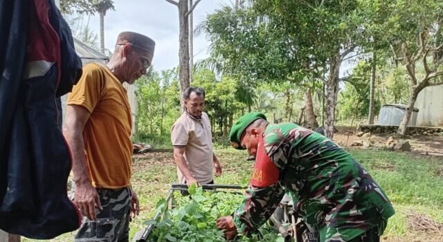 Babinsa Batee Shoek Sigap Bantu Warga Pindahkan Bibit Nilam, Pererat Kedekatan dengan Masyarakat