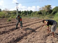 Babinsa Koramil 01/Sukajaya Dampingi Petani Cabai, Dorong Ketahanan Pangan di Ie Meulee