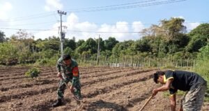 Babinsa Koramil 01/Sukajaya Dampingi Petani Cabai, Dorong Ketahanan Pangan di Ie Meulee