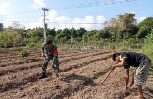 Babinsa Koramil 01/Sukajaya Dampingi Petani Cabai, Dorong Ketahanan Pangan di Ie Meulee