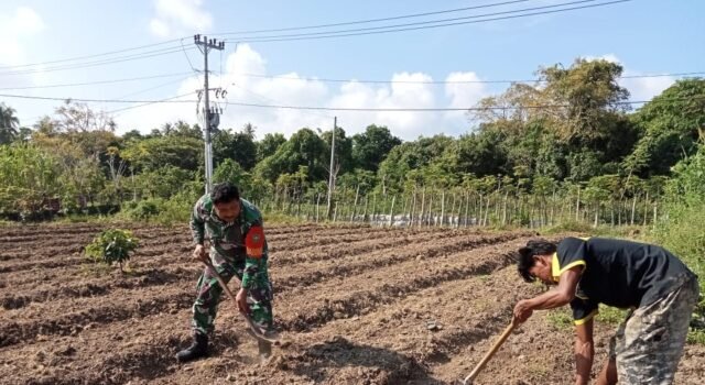 Babinsa Koramil 01/Sukajaya Dampingi Petani Cabai, Dorong Ketahanan Pangan di Ie Meulee