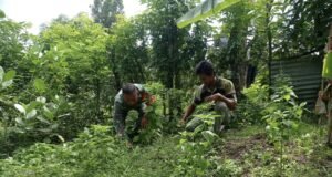 Babinsa Keuneukai Turun ke Kebun, Bantu Warga Bersihkan Lahan dan Dorong Produktivitas Pertanian