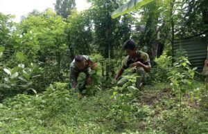 Babinsa Keuneukai Turun ke Kebun, Bantu Warga Bersihkan Lahan dan Dorong Produktivitas Pertanian