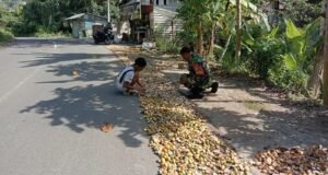 Pererat Kemanunggalan, Babinsa Koramil 01/Sukajaya Bantu Warga Jemur Pinang