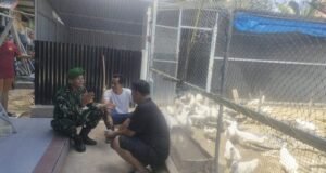 Cegah Kerugian, Babinsa Kuta Ateuh Edukasi Peternak Soal Gangguan Hewan