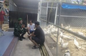 Cegah Kerugian, Babinsa Kuta Ateuh Edukasi Peternak Soal Gangguan Hewan