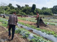 Babinsa Cot Bau Beri Motivasi, Petani Semangka Optimis Hasil Panen Maksimal