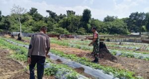 Babinsa Cot Bau Beri Motivasi, Petani Semangka Optimis Hasil Panen Maksimal