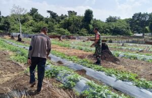 Babinsa Cot Bau Beri Motivasi, Petani Semangka Optimis Hasil Panen Maksimal