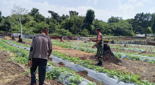 Babinsa Cot Bau Beri Motivasi, Petani Semangka Optimis Hasil Panen Maksimal