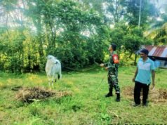 Babinsa Krueng Raya Aktif Laksanakan Pendampingan, Peternak Sapi Kian Semangat Wujudkan Ketahanan Pangan