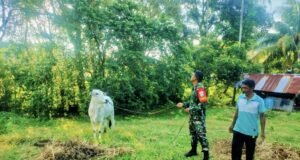 Babinsa Krueng Raya Aktif Laksanakan Pendampingan, Peternak Sapi Kian Semangat Wujudkan Ketahanan Pangan