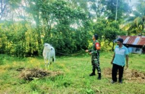 Babinsa Krueng Raya Aktif Laksanakan Pendampingan, Peternak Sapi Kian Semangat Wujudkan Ketahanan Pangan