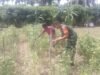 Babinsa Jaboi Turun ke Ladang, Dampingi Petani Sayur Tingkatkan Hasil Pertanian