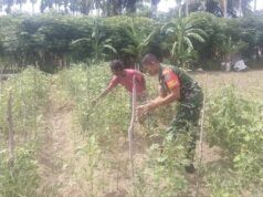 Babinsa Jaboi Turun ke Ladang, Dampingi Petani Sayur Tingkatkan Hasil Pertanian