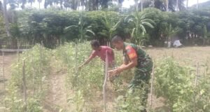 Babinsa Jaboi Turun ke Ladang, Dampingi Petani Sayur Tingkatkan Hasil Pertanian