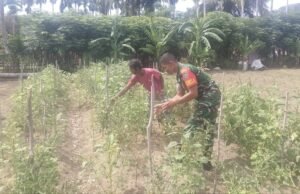 Babinsa Jaboi Turun ke Ladang, Dampingi Petani Sayur Tingkatkan Hasil Pertanian