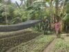 Babinsa Kuta Ateuh Aktif Pantau Ketahanan Pangan Warga, Dukung Kemandirian Pangan di Sabang