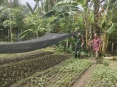 Babinsa Kuta Ateuh Aktif Pantau Ketahanan Pangan Warga, Dukung Kemandirian Pangan di Sabang