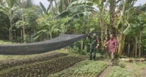 Babinsa Kuta Ateuh Aktif Pantau Ketahanan Pangan Warga, Dukung Kemandirian Pangan di Sabang