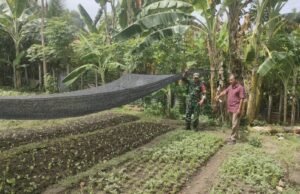 Babinsa Kuta Ateuh Aktif Pantau Ketahanan Pangan Warga, Dukung Kemandirian Pangan di Sabang