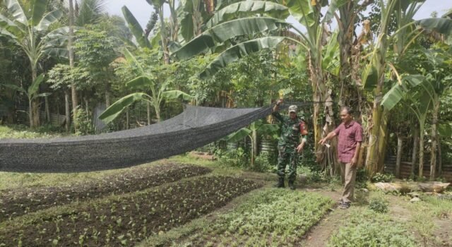 Babinsa Kuta Ateuh Aktif Pantau Ketahanan Pangan Warga, Dukung Kemandirian Pangan di Sabang