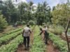 Perkuat Ketahanan Pangan, Babinsa Paya Seunara Dampingi Petani Hingga ke Lahan