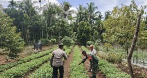 Perkuat Ketahanan Pangan, Babinsa Paya Seunara Dampingi Petani Hingga ke Lahan