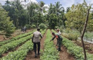 Perkuat Ketahanan Pangan, Babinsa Paya Seunara Dampingi Petani Hingga ke Lahan