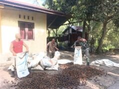 Tingkatkan Nilai Jual Pinang, Babinsa Paya Terjun Langsung Dampingi Petani