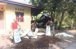 Tingkatkan Nilai Jual Pinang, Babinsa Paya Terjun Langsung Dampingi Petani