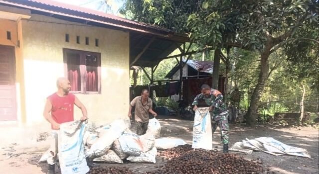 Tingkatkan Nilai Jual Pinang, Babinsa Paya Terjun Langsung Dampingi Petani