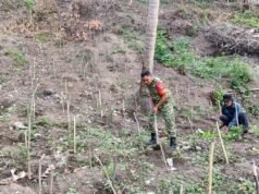 Babinsa Kuta Barat Turun Tangan Bantu Warga Olah Lahan Cabai, Dukung Ketahanan Pangan
