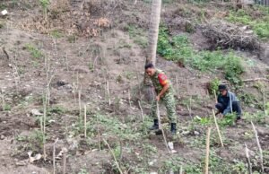 Babinsa Kuta Barat Turun Tangan Bantu Warga Olah Lahan Cabai, Dukung Ketahanan Pangan