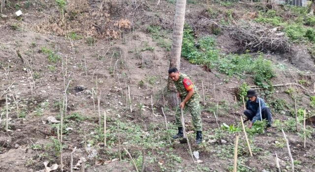Babinsa Kuta Barat Turun Tangan Bantu Warga Olah Lahan Cabai, Dukung Ketahanan Pangan