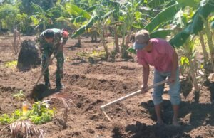 Babinsa Beurawang Turun ke Kebun, Bantu Warga Buat Bedengan Sayur—Aksi Sederhana Wujud Kemanunggalan!