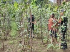 Salut! Babinsa Krueng Raya Ikut Rawat Tanaman, Petani Makin Termotivasi