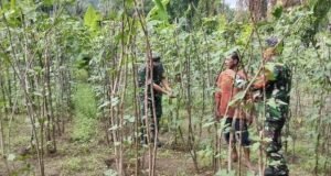 Salut! Babinsa Krueng Raya Ikut Rawat Tanaman, Petani Makin Termotivasi