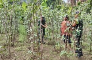 Salut! Babinsa Krueng Raya Ikut Rawat Tanaman, Petani Makin Termotivasi