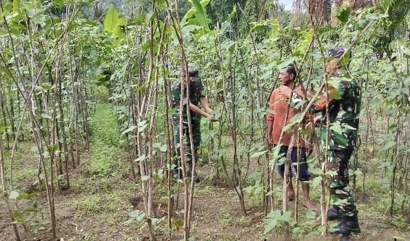 Salut! Babinsa Krueng Raya Ikut Rawat Tanaman, Petani Makin Termotivasi