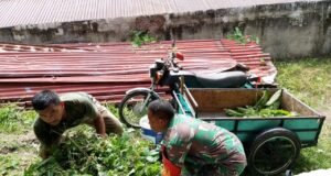 Humanis dan Merakyat, Babinsa Keuneukai Tunjukkan Kepedulian Nyata, Bantu Cari Pakan Ternak Warga