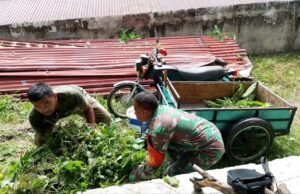 Humanis dan Merakyat, Babinsa Keuneukai Tunjukkan Kepedulian Nyata, Bantu Cari Pakan Ternak Warga