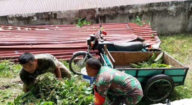 Humanis dan Merakyat, Babinsa Keuneukai Tunjukkan Kepedulian Nyata, Bantu Cari Pakan Ternak Warga