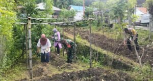 Babinsa Kuta Timu Dampingi Petani Tanam Jagung, Wujud Nyata Dukungan Ketahanan Pangan