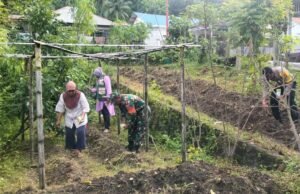 Babinsa Kuta Timu Dampingi Petani Tanam Jagung, Wujud Nyata Dukungan Ketahanan Pangan