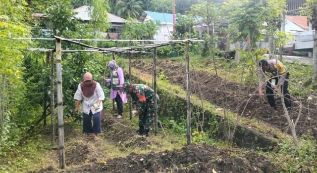 Babinsa Kuta Timu Dampingi Petani Tanam Jagung, Wujud Nyata Dukungan Ketahanan Pangan