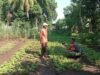 Perkuat Ketahanan Pangan, Babinsa Aneuk Laot Dampingi Petani Sayuran Dukung Perawatan Tanaman di Musim Transisi